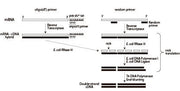 Simple cDNA library preparation with the PrimeScript Double Strand cDNA Synthesis Kit - mRNA and cDNA synthesis - Takara Bio