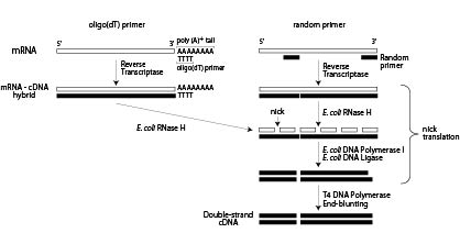 Simple cDNA library preparation with the PrimeScript Double Strand cDNA Synthesis Kit - mRNA and cDNA synthesis - Takara Bio