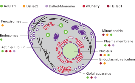Live-cell actin dynamics monitoring kit with fluorescent proteins - Gene function - Takara Bio