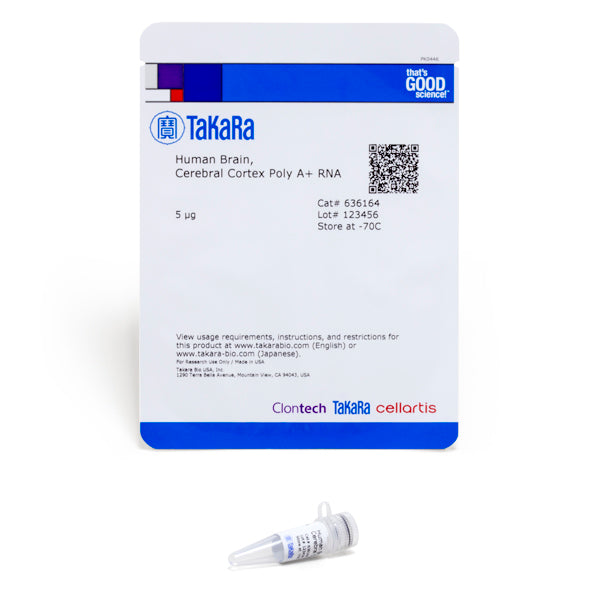 Human poly A+ RNA: brain & CNS - mRNA and cDNA synthesis - Takara Bio