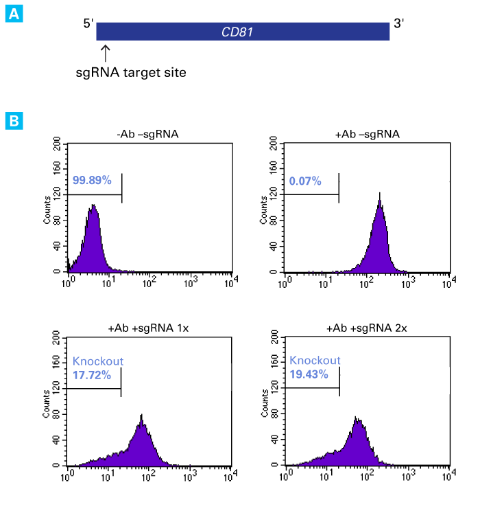 Xfect RNA Transfection Reagent for CRISPR/Cas9-mediated gene editing - Gene function - Takara Bio