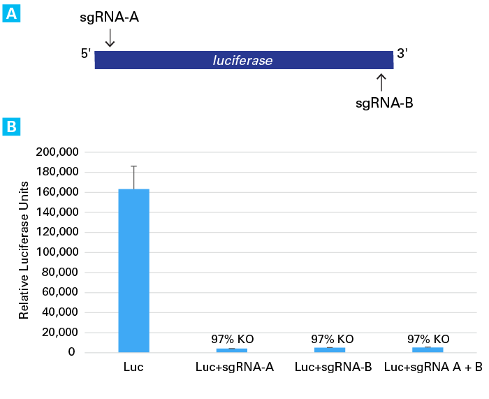Xfect RNA Transfection Reagent for CRISPR/Cas9-mediated gene editing - Gene function - Takara Bio