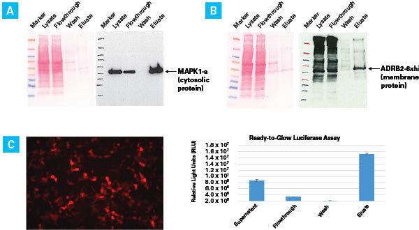 Capturem high-capacity membranes - Protein research - Takara Bio