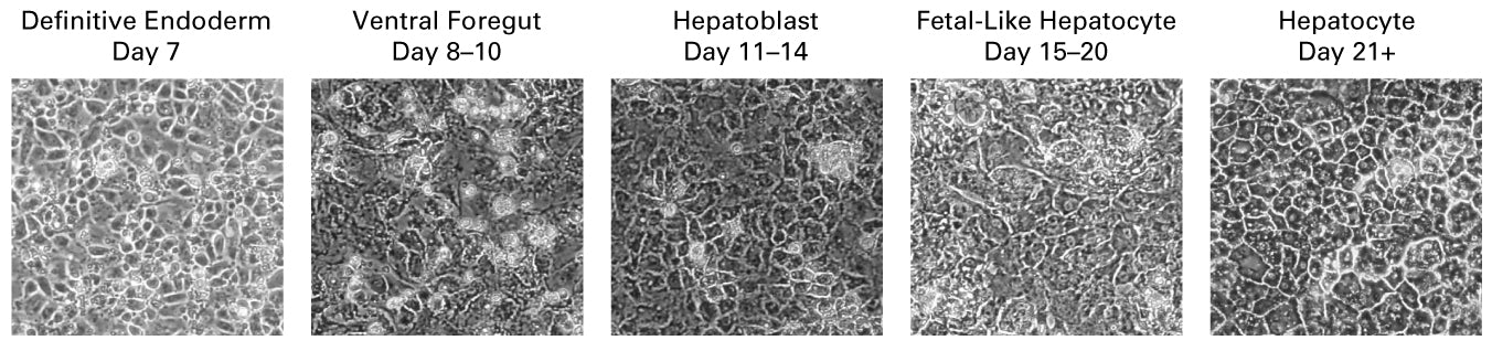 Definitive endoderm to hepatocyte differentiation kit - Stem cell research - Takara Bio