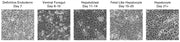 Definitive endoderm to hepatocyte differentiation kit - Stem cell research - Takara Bio