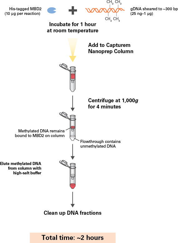EpiXplore Meth-Seq DNA Enrichment Kit - Next-generation sequencing - Takara Bio