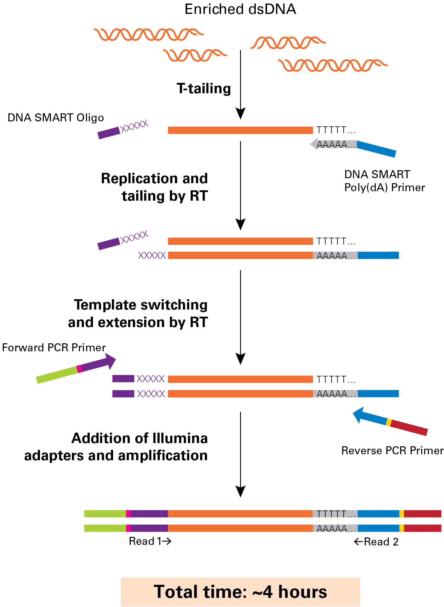 EpiXplore Meth-Seq DNA Enrichment Kit - Next-generation sequencing - Takara Bio