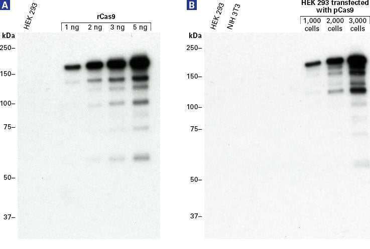 Cas9 antibodies - Gene function - Takara Bio