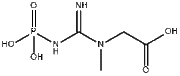 Phosphocreatine