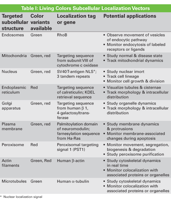Live-cell actin dynamics monitoring kit with fluorescent proteins - Gene function - Takara Bio