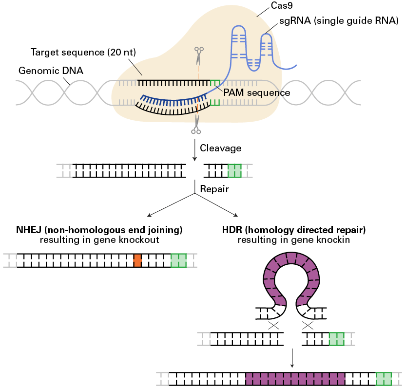Cloning and expression systems for sgRNAs - Gene function - Takara Bio