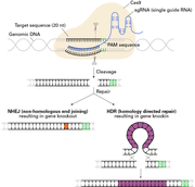 Guide-it Indel Identification Kit - Gene function - Takara Bio