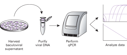Baculovirus titration kits - Protein research - Takara Bio