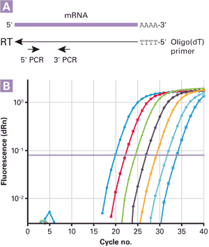 Ultrapure SMART MMLV Reverse Transcriptase for RT-PCR - mRNA and cDNA synthesis - Takara Bio