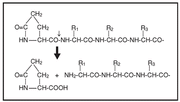 Edman degradation and protein sequencing: Pfu Pyroglutamate Aminopeptidase - Protein research - Takara Bio