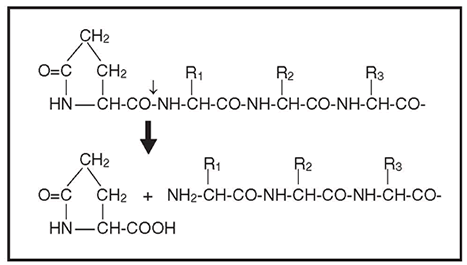 Edman degradation and protein sequencing: Pfu Pyroglutamate Aminopeptidase - Protein research - Takara Bio