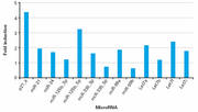 MicroRNA first-strand synthesis and miRNA quantitation kits - Gene function - Takara Bio