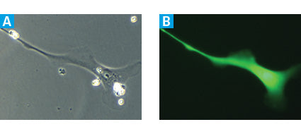 293T cells for lentiviral packaging - Gene function - Takara Bio