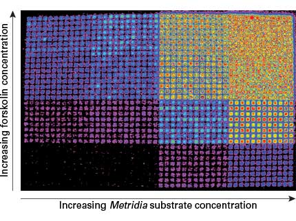 Luciferase reporters—Ready-To-Glow secreted luciferase assay - Gene function - Takara Bio
