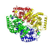 L-Lactic dehydrogenase (rabbit muscle)