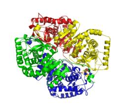 L-Lactic dehydrogenase (rabbit muscle)