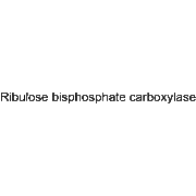 Ribulose bisphosphate carboxylase