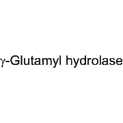 γ-Glutamyl hydrolase