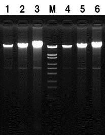 Dr. GenTLE (gene trapping by liquid extraction) systems - Cloning - Takara Bio