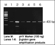 DNA extraction from FFPE samples - Cloning - Takara Bio