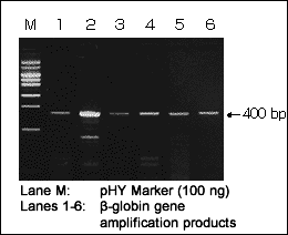DNA extraction from FFPE samples - Cloning - Takara Bio