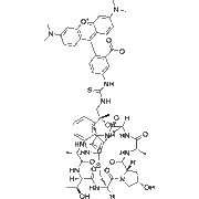 Phalloidin-TRITC