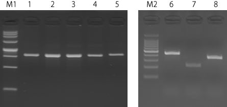 DNA extraction for direct PCR: MightyPrep Reagent for DNA - Cloning - Takara Bio