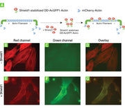 Live-cell actin dynamics monitoring kit with fluorescent proteins - Gene function - Takara Bio