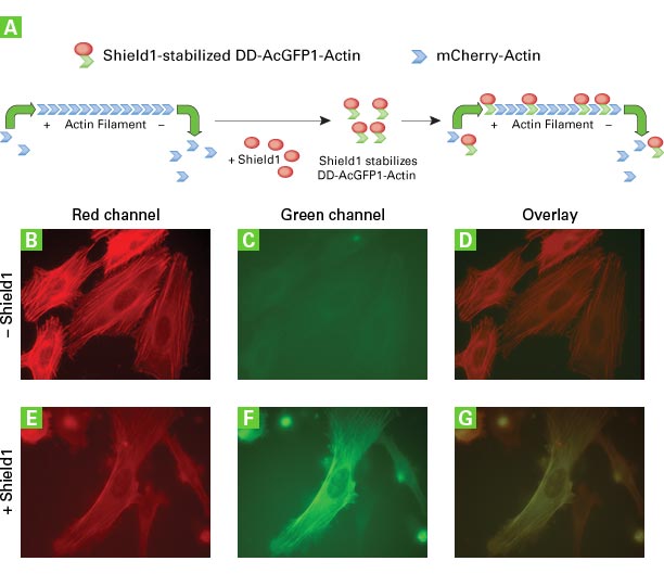 Live-cell actin dynamics monitoring kit with fluorescent proteins - Gene function - Takara Bio