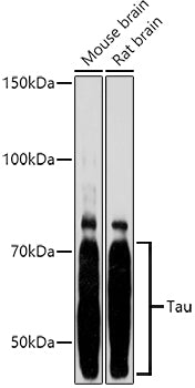 Tau Rabbit pAb