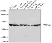 KAT9/Elp3 Rabbit mAb