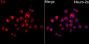 Tyrosine Hydroxylase Rabbit pAb