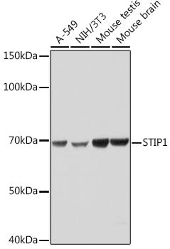 STIP1 Rabbit mAb