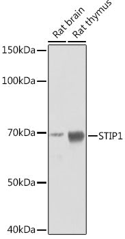 STIP1 Rabbit mAb