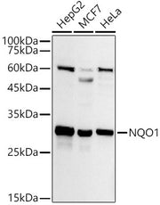 NQO1 Rabbit pAb