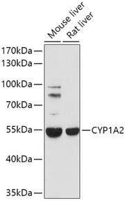 CYP1A2 Rabbit pAb