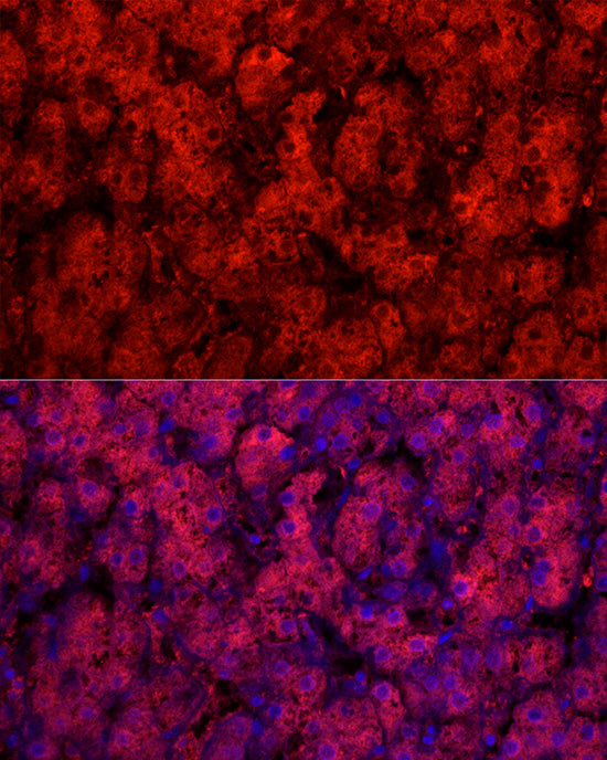 CYP1A2 Rabbit pAb
