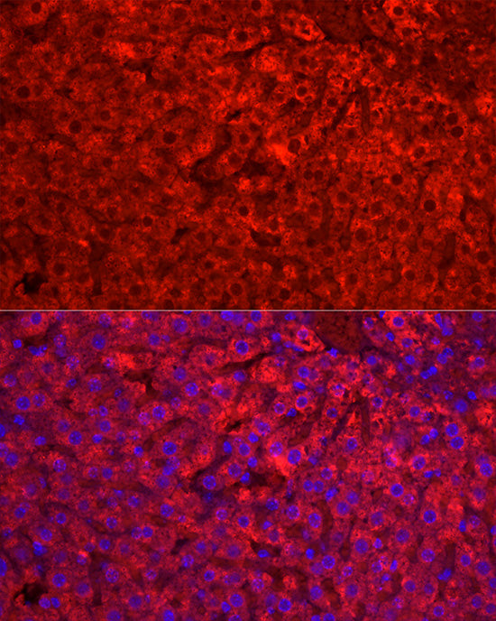 CYP1A2 Rabbit pAb
