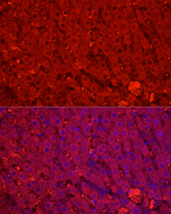 CYP1A2 Rabbit pAb