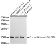 Formyl-Histone H2B-K120 Rabbit mAb