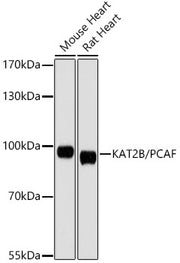 KAT2B/PCAF Rabbit pAb