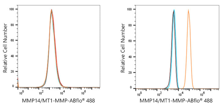 MMP14/MT1-MMP Rabbit mAb