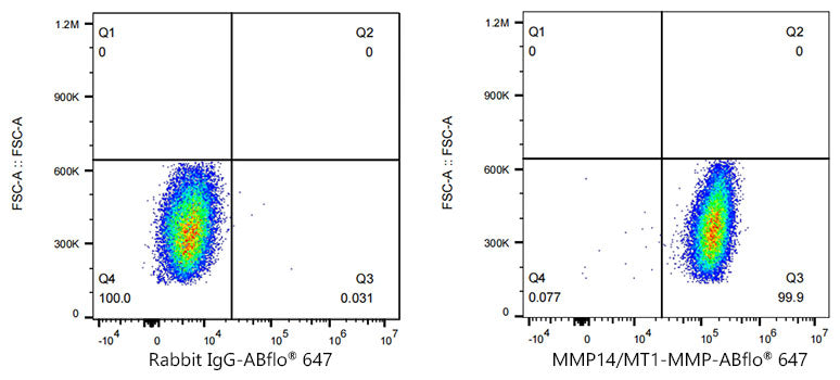 MMP14/MT1-MMP Rabbit mAb