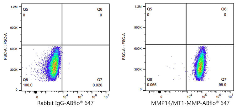MMP14/MT1-MMP Rabbit mAb