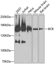 BCR Rabbit pAb